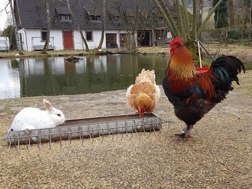 Gut-Steimke-Tiere-00001