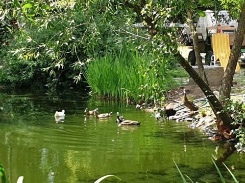 Gut-Steimke-Tiere-00002