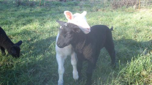 Gut-Steimke-Tiere-00004