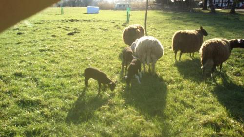 Gut-Steimke-Tiere-00005