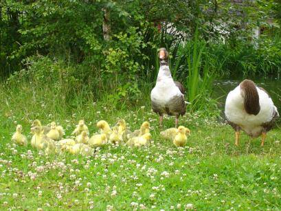 Gut-Steimke-Tiere-00006