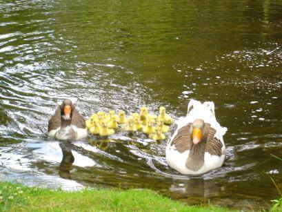 Gut-Steimke-Tiere-00007