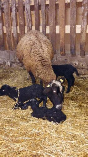 Gut-Steimke-Tiere-00008