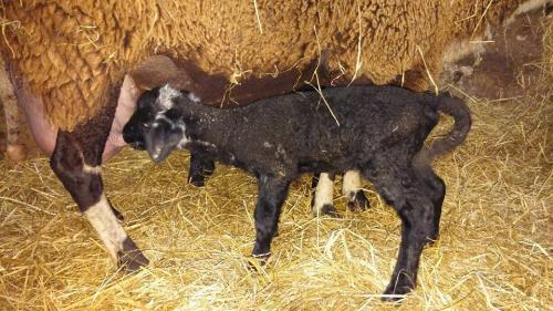 Gut-Steimke-Tiere-00009