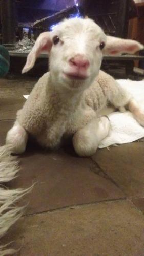 Gut-Steimke-Tiere-00010