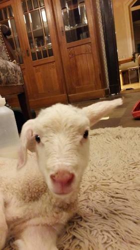 Gut-Steimke-Tiere-00011