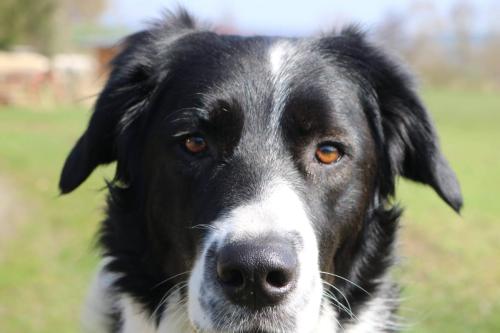 Tiere auf der Steimke