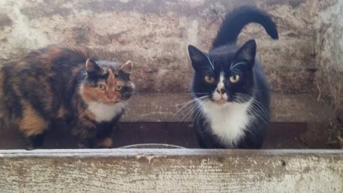 Gut-Steimke-Tiere-00014