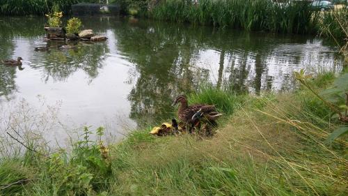 Gut-Steimke-Tiere-00015