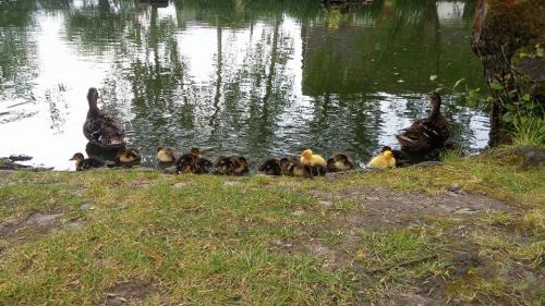 Gut-Steimke-Tiere-00016