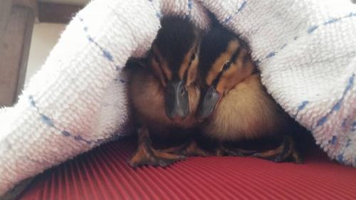 Gut-Steimke-Tiere-00017