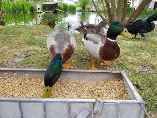 Gut-Steimke-Tiere-00018