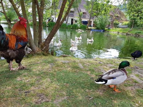 Gut-Steimke-Tiere-00019