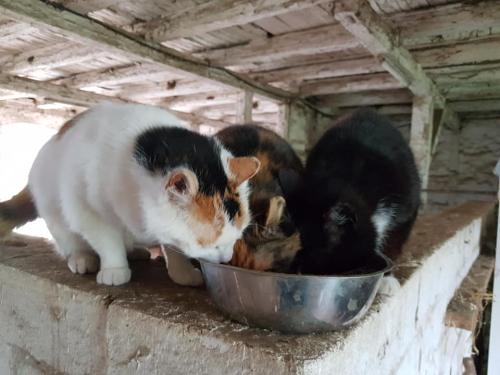 Gut-Steimke-Tiere-00020