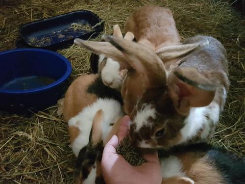 Gut-Steimke-Tiere-00021