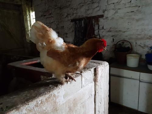 Gut-Steimke-Tiere-00022