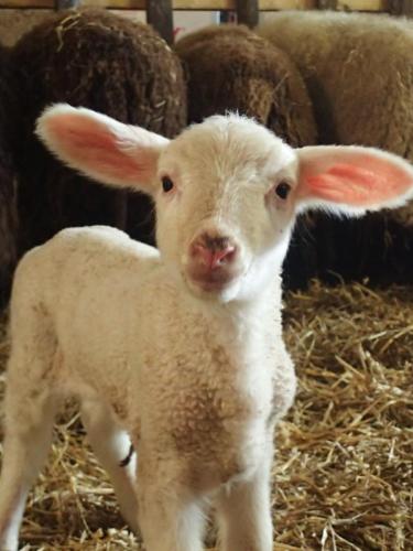 Gut-Steimke-Tiere-00023