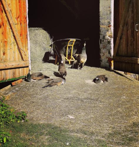 Gut-Steimke-Tiere-00024