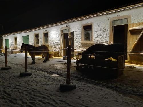 Gut-Steimke-Tiere-00025