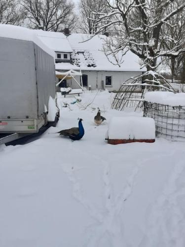 Gut-Steimke-Tiere-00026