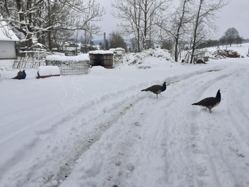 Gut-Steimke-Tiere-00027