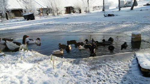 Gut-Steimke-Tiere-00028