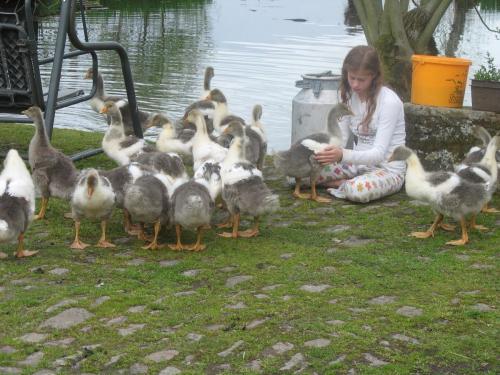 Gut-Steimke-Tiere-00031